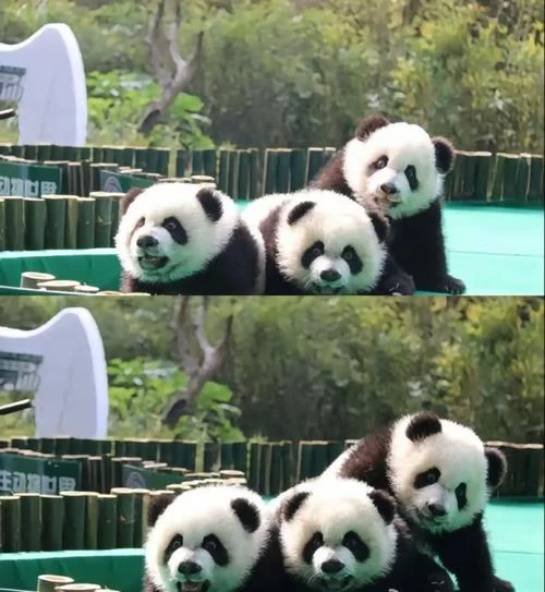 熊猫三胞胎爸爸叫什么-熊猫三胞胎爸爸是谁