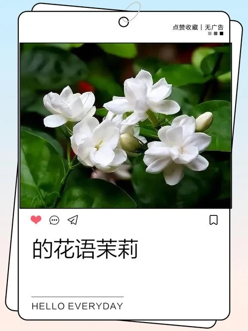 茉莉花介绍文案_2
