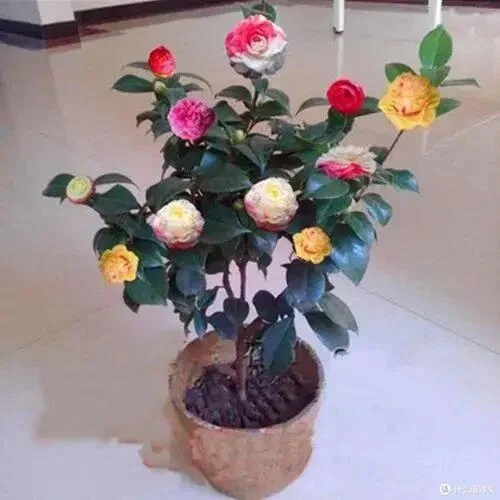 花旺人不旺的道理_2