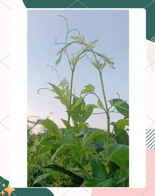 一亩地种植多少斤莓茶_1