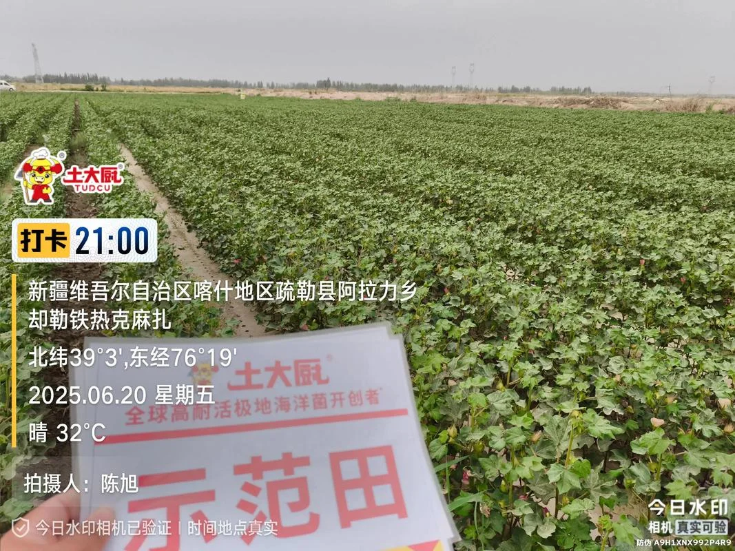 新疆种棉花一亩挣多少-新疆一亩棉花收益