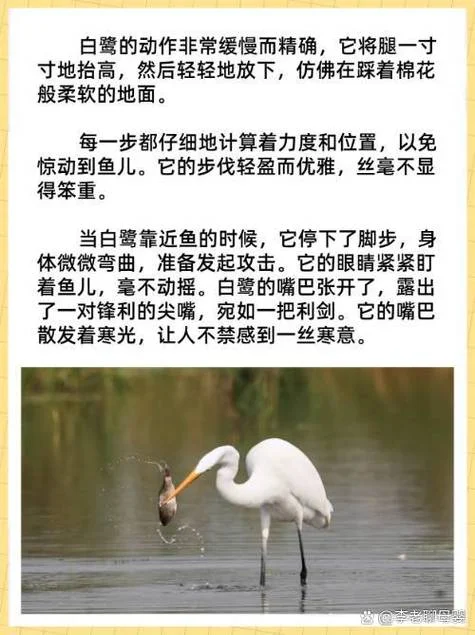 带有白鹭的人生感悟句子_2