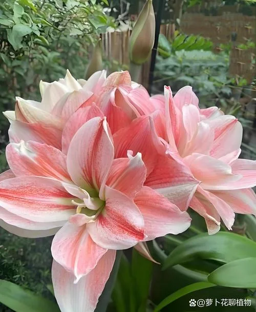 朱顶红又叫什么花-朱顶红又称鸡冠花