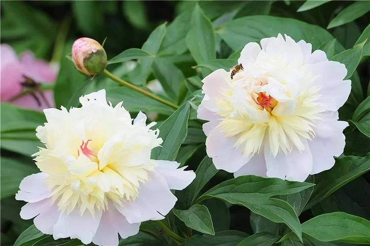 白芍药别名叫什么名字_2