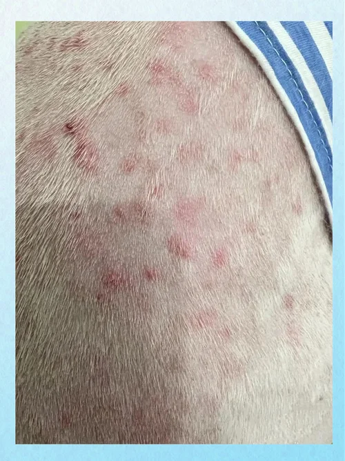 梦见狗生皮肤病_1