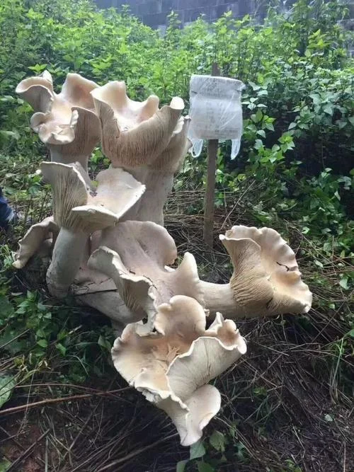 蓝瘦香菇出处_1