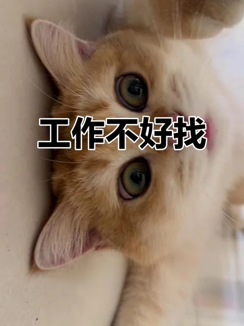 梦见找工作很不顺利-求职梦多坎坷