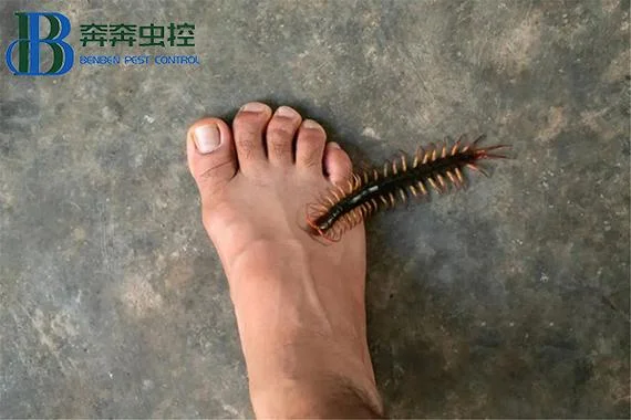 梦见蜈蚣在身上爬-梦蜈蚣缠身