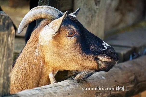 孕妇梦见羊好吗-孕妇梦见羊是吉兆