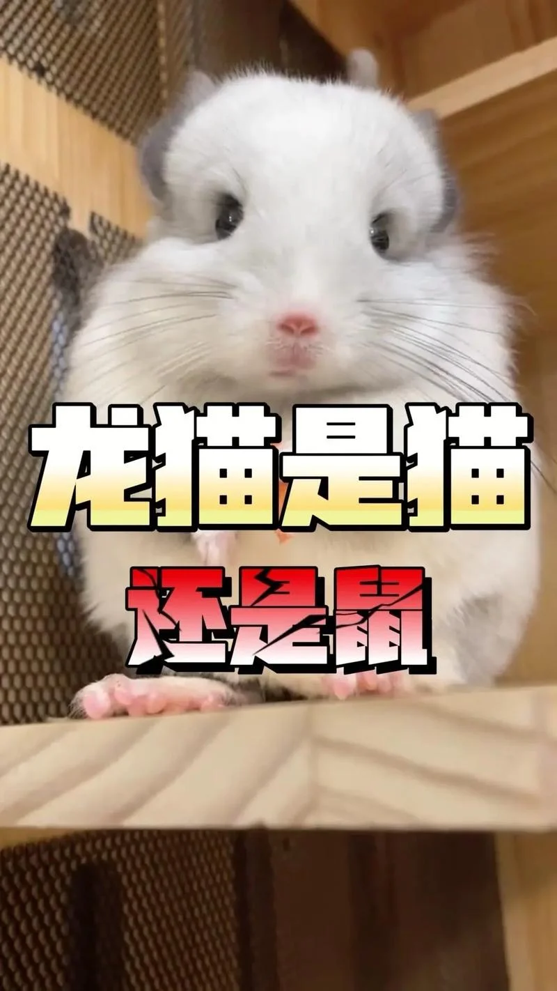 老鼠见猫下一句是什么_2