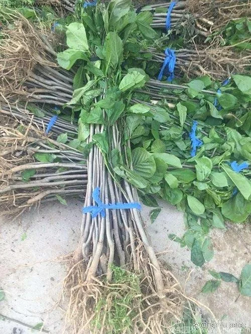 玉兰花树几月份栽种_1