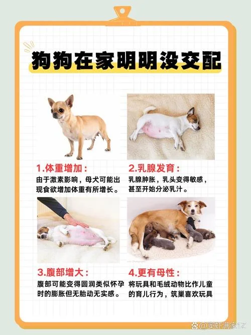 梦见两只狗是生男生女_1