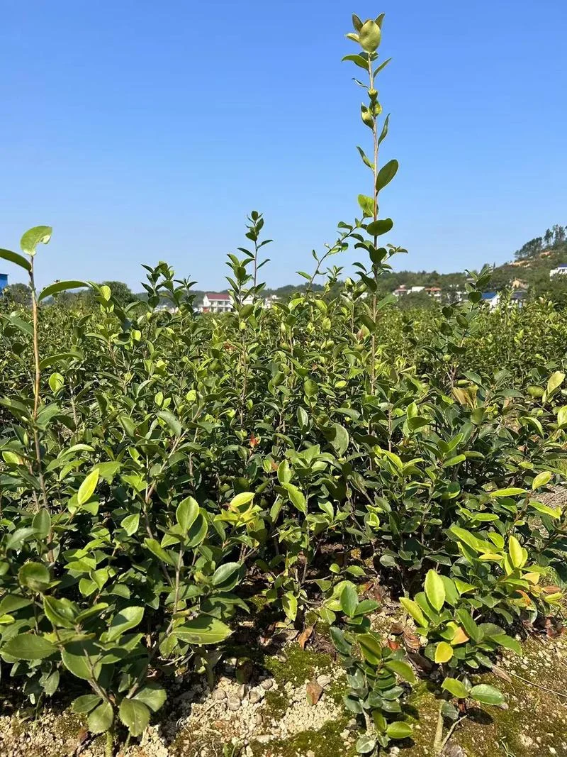 油茶一亩种多少株-油茶亩内种植株数
