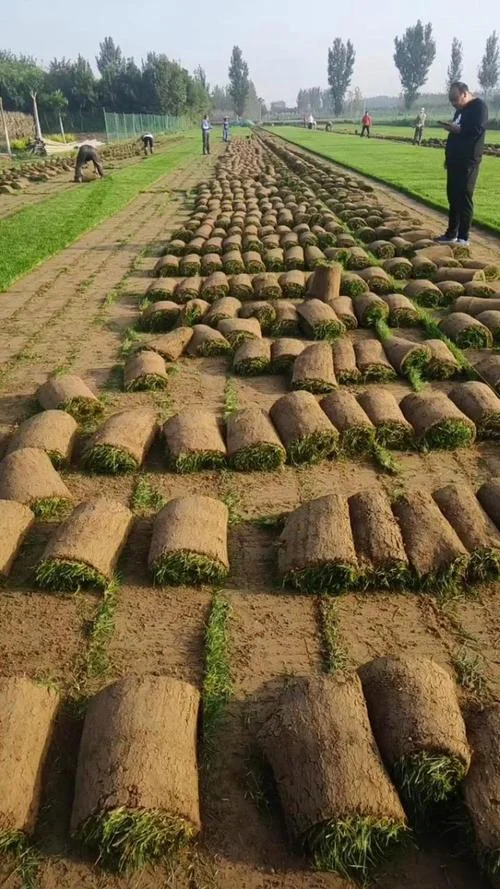 草皮多少钱一亩_2