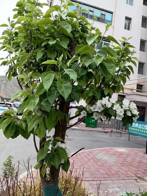 梦树又名又叫什么_2