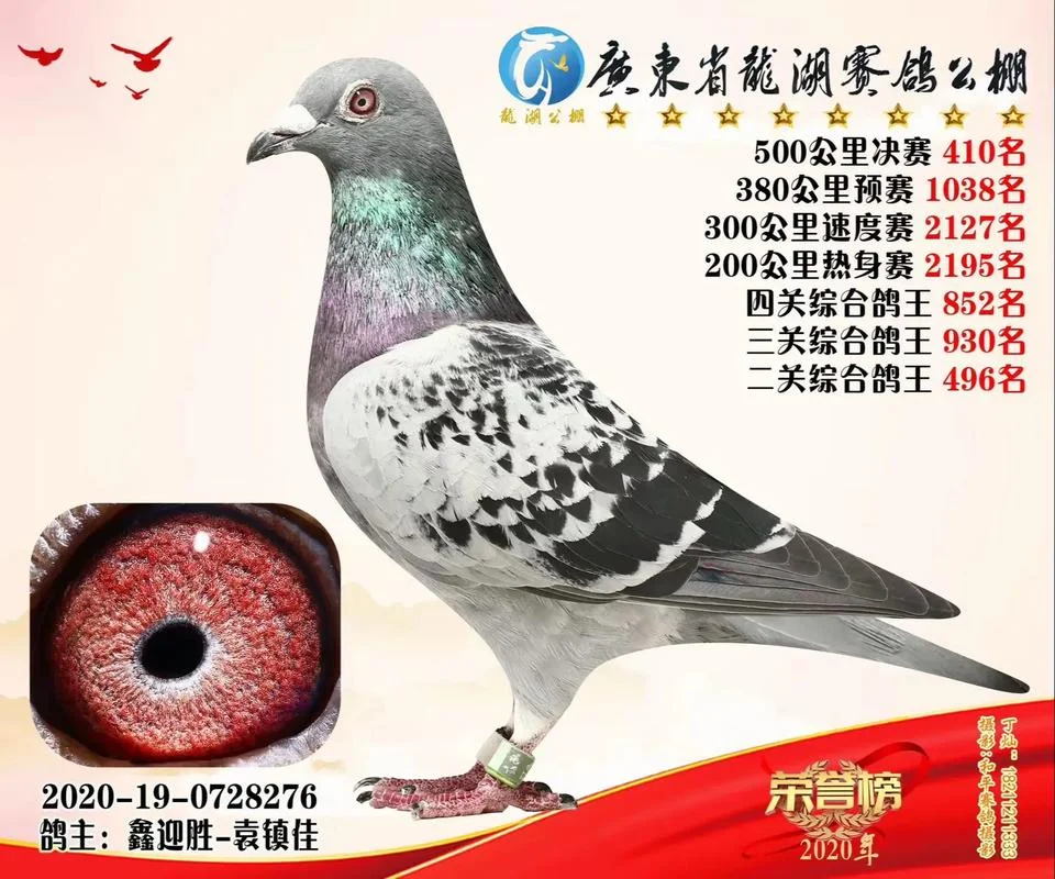 成绩公棚鸽_1