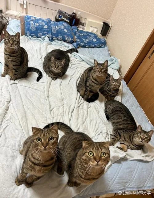 梦见好多猫来家里_1