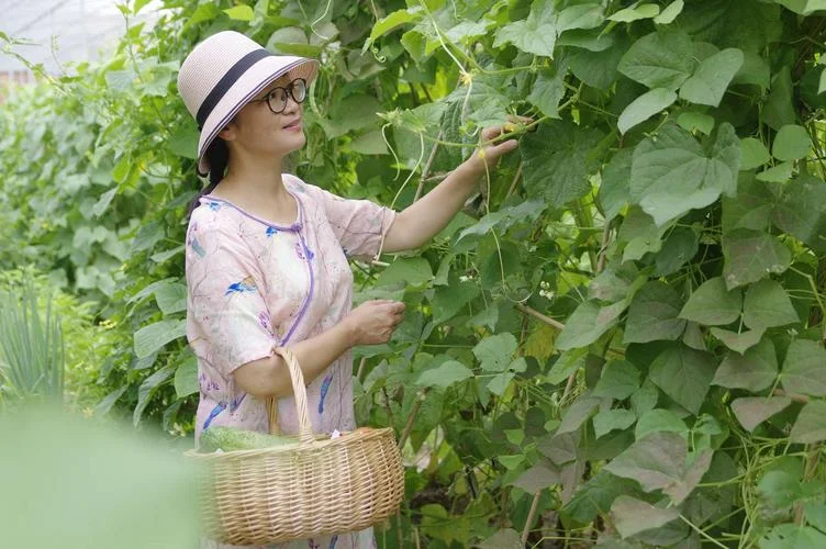 女人梦见房子里摘豆角_1