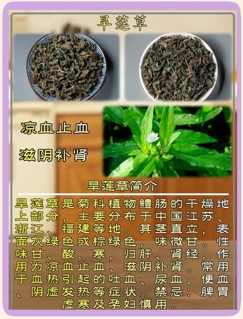 旱莲草别名叫什么_1