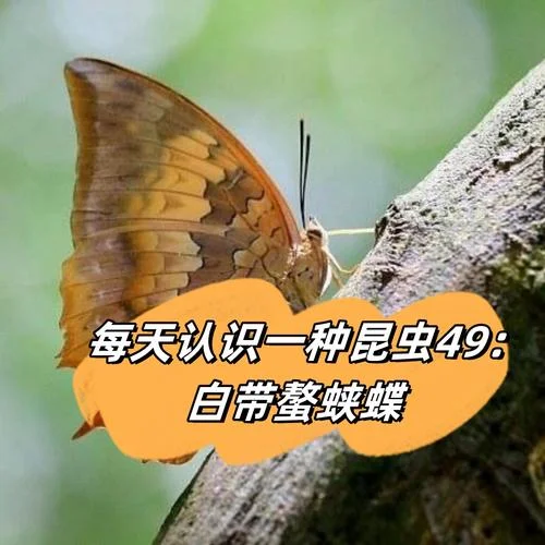 蝴蝶是昆虫吗吃什么_1