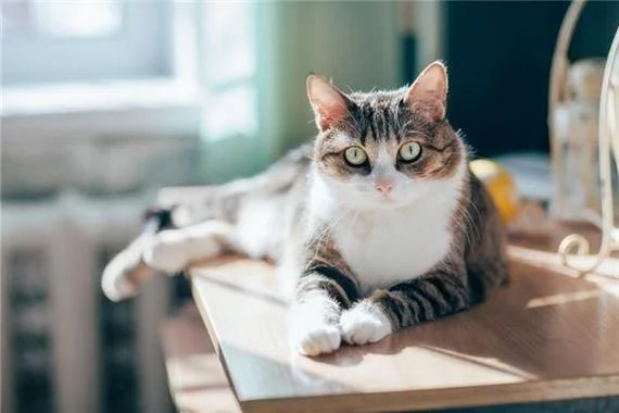 梦见救猫是什么预兆 女性_2