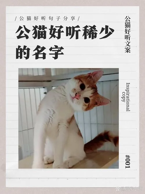 海猫是谁写的_1
