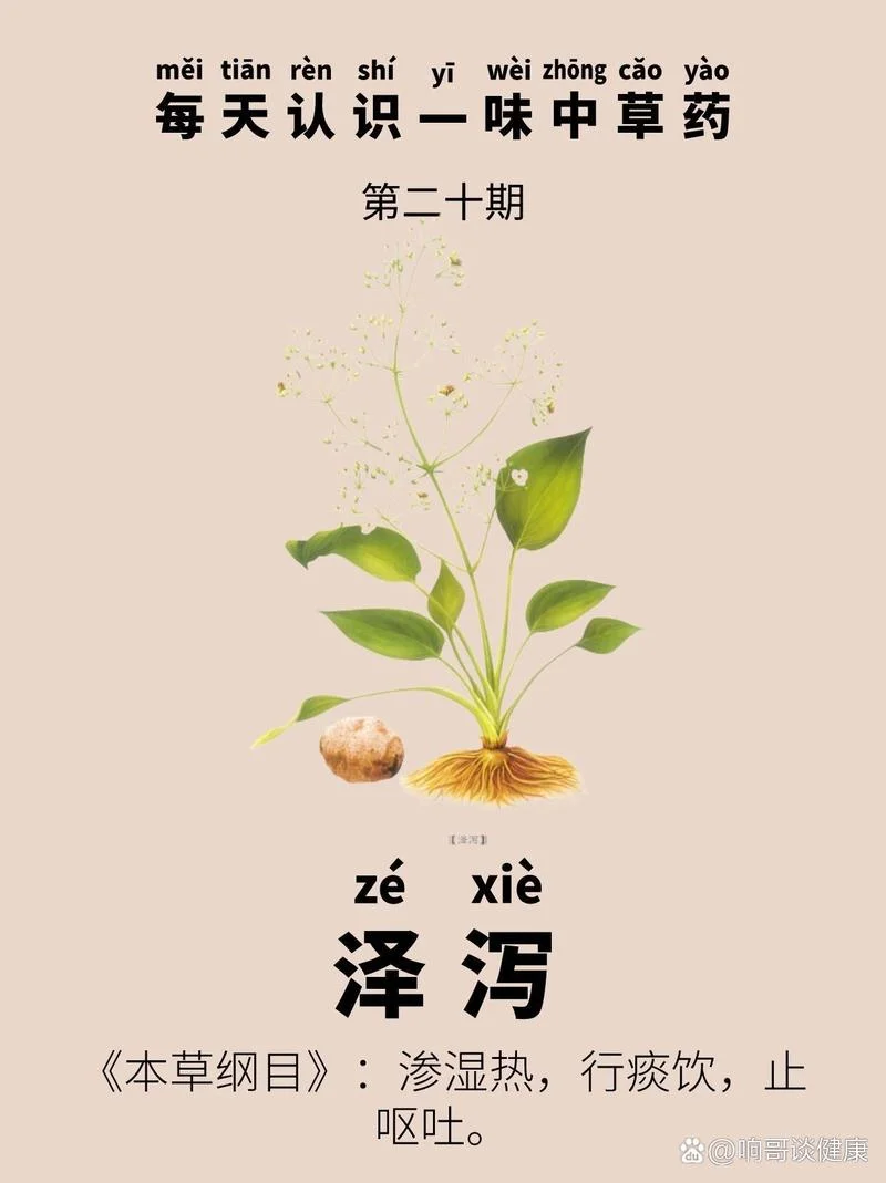 泽泻减肥原理_2