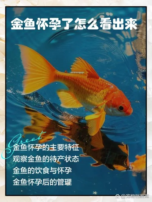 备孕梦见鱼是胎梦吗-备孕梦鱼算胎梦吗