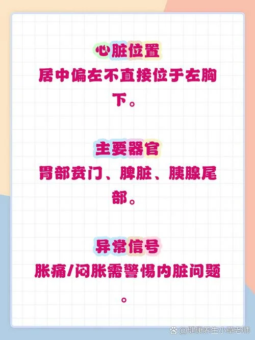 胸下面叫什么_1