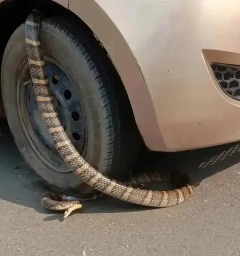 梦见蛇压床_2