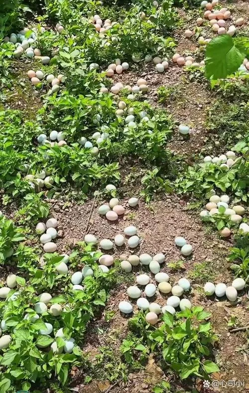 梦见捡鸡蛋预兆什么_2