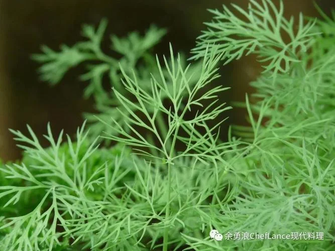 摆盘的草叫什么-摆盘草名有何依