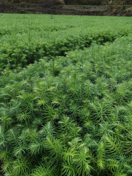 一亩杉木20年能赚多少_1