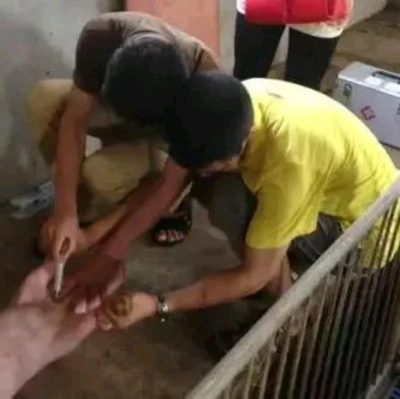 小猪脱肛怎么办_2