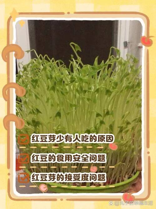 红豆播种时间是几月份_1