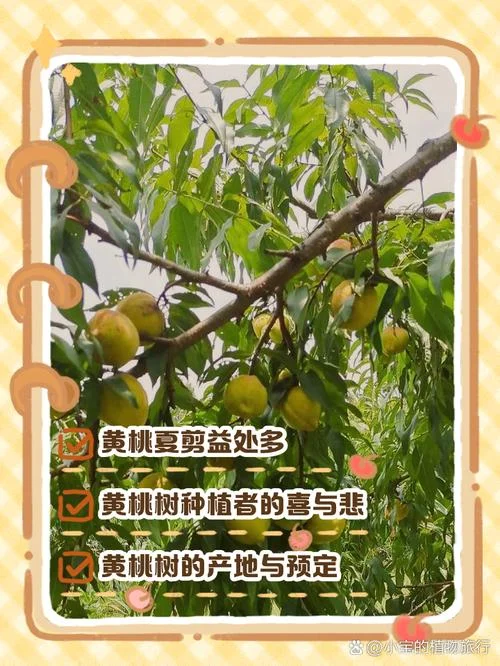 黄桃的生长条件_1