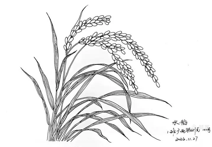 水稻 简笔画_2