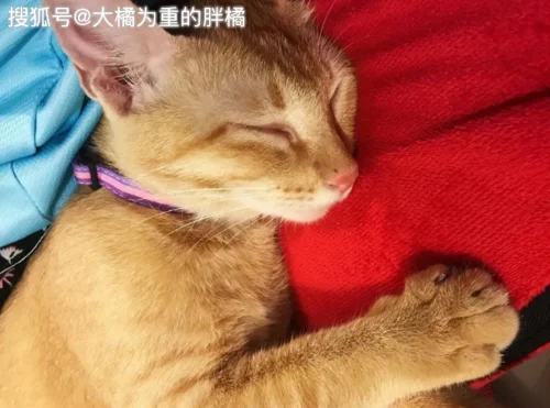 梦见猫缠着腿上甩不掉_2