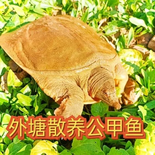 一亩养多少甲鱼_2
