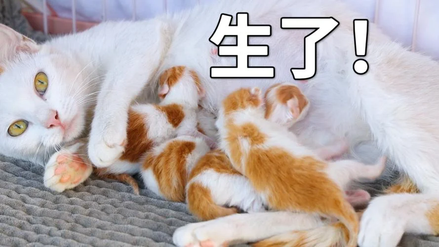 孕妇梦见猫吃自己咪咪-孕妇梦猫吸奶