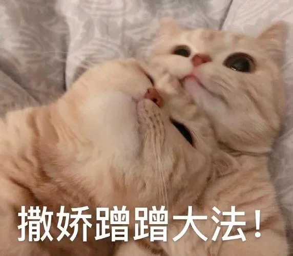 梦见猫蹭我-梦猫蹭身