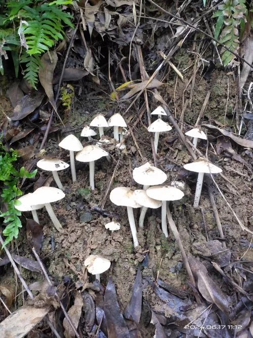白色长长的蘑菇叫什么_2