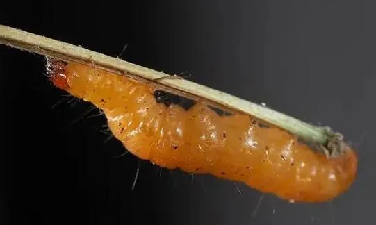 梦见好多蛆虫啥意思-梦见好多蛆虫含义