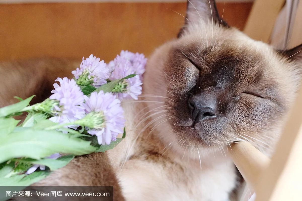 玛格丽特的猫叫什么_1