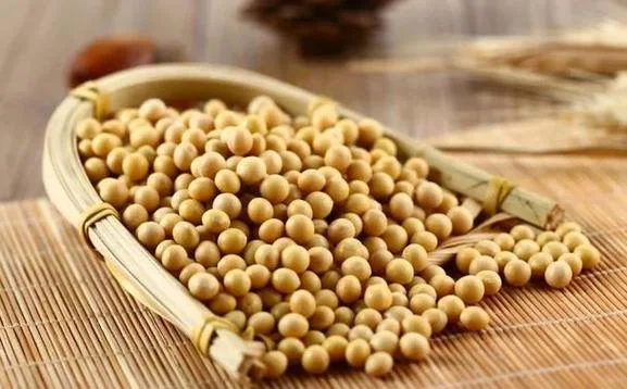 梦见豆子出来了-豆苗破土而出