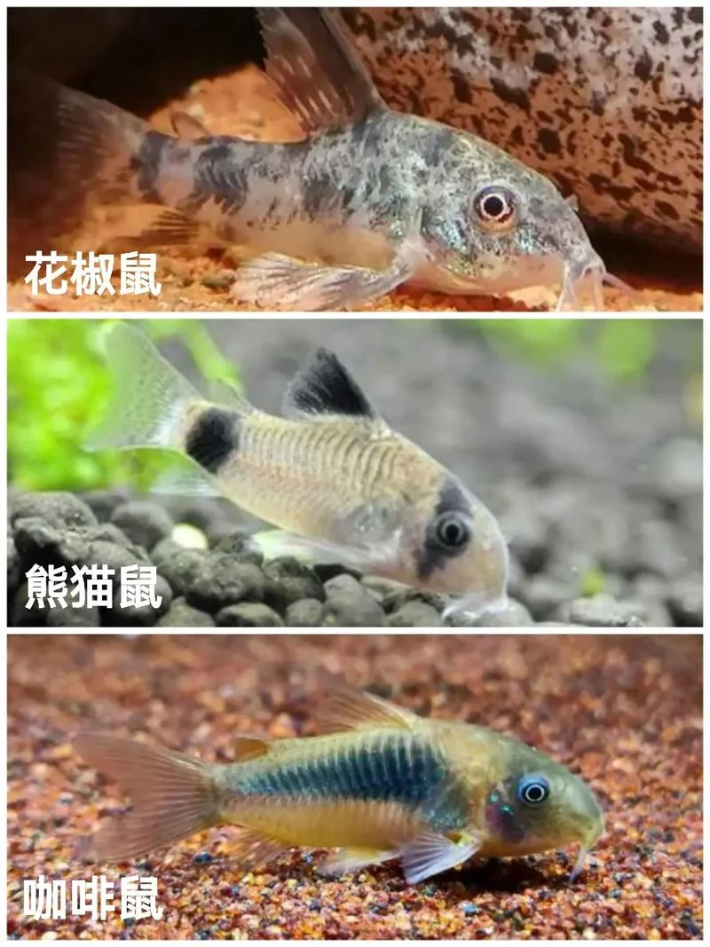 鼎鱼幕燕出自哪里-鼎鱼幕燕出自