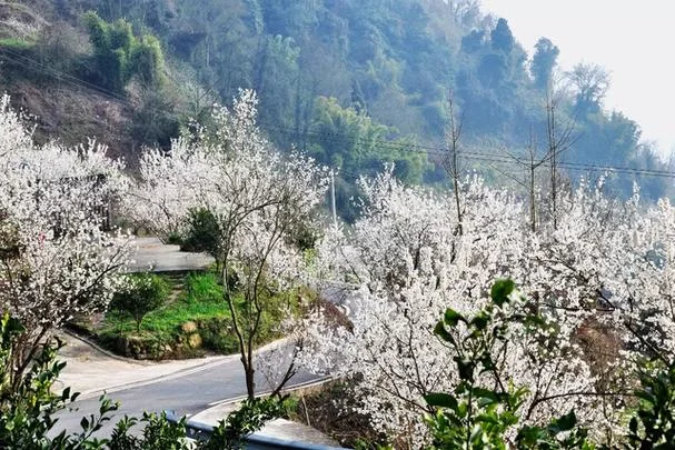 蒲江旅游景点有哪些-蒲江 旅游景点有哪些