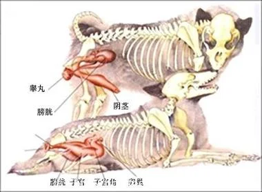 自己可以繁殖的叫什么_2