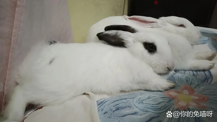 梦见白兔,黄兔,粉兔_1