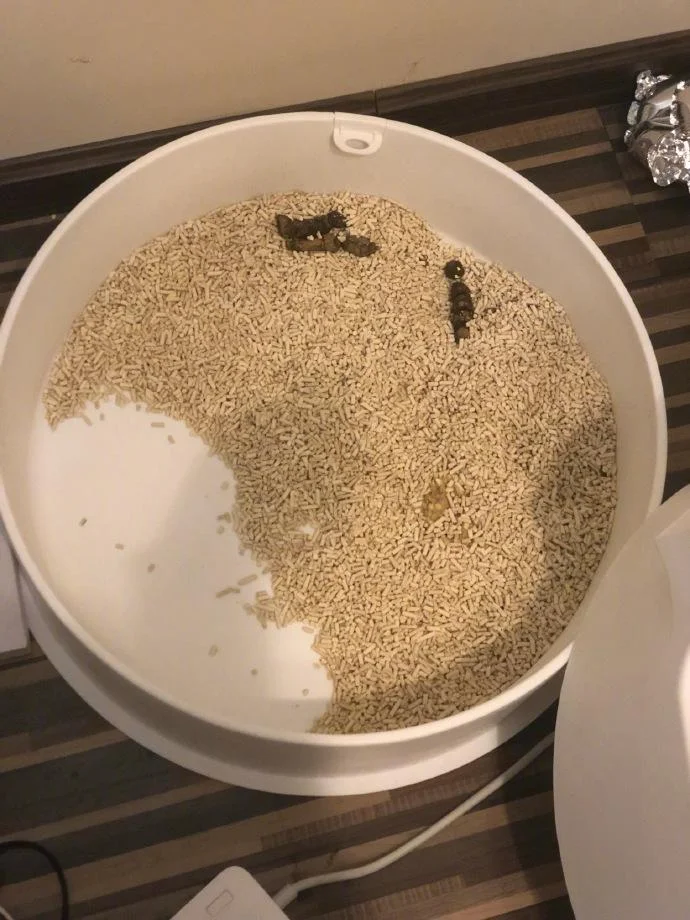 梦见猫屎满地都是_2